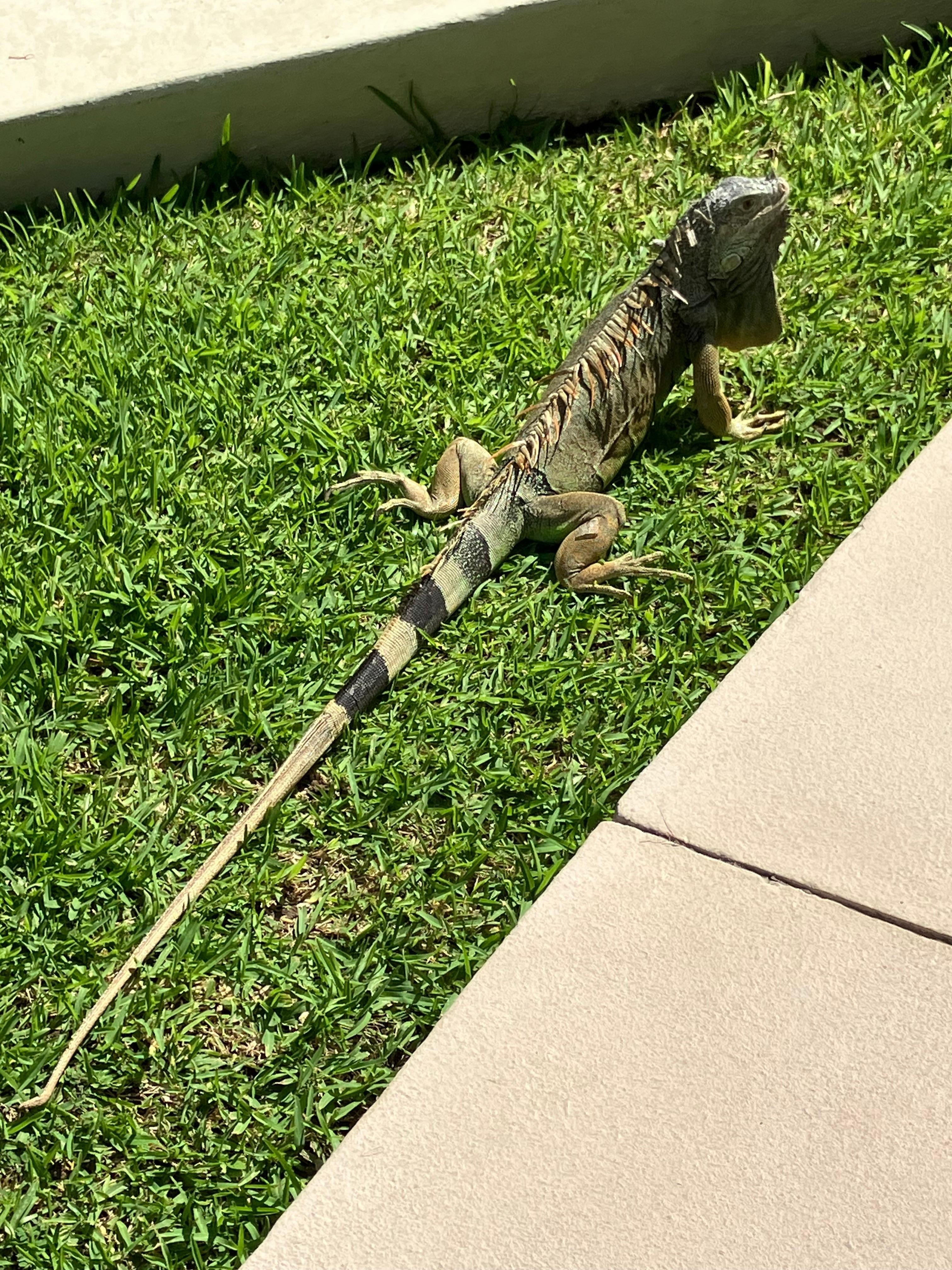 Some of the neighbors. We saw many Iguanas. Kind of fun.
