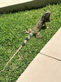Some of the neighbors. We saw many Iguanas. Kind of fun.