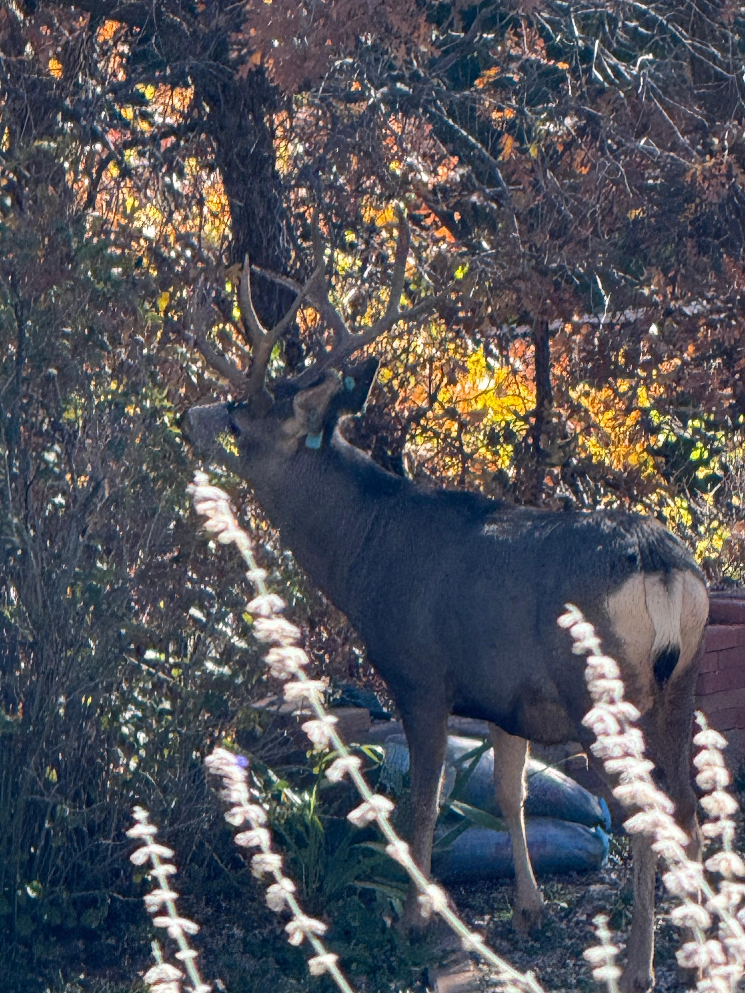 Nice looking buck :) 