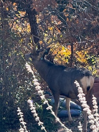 Nice looking buck :)