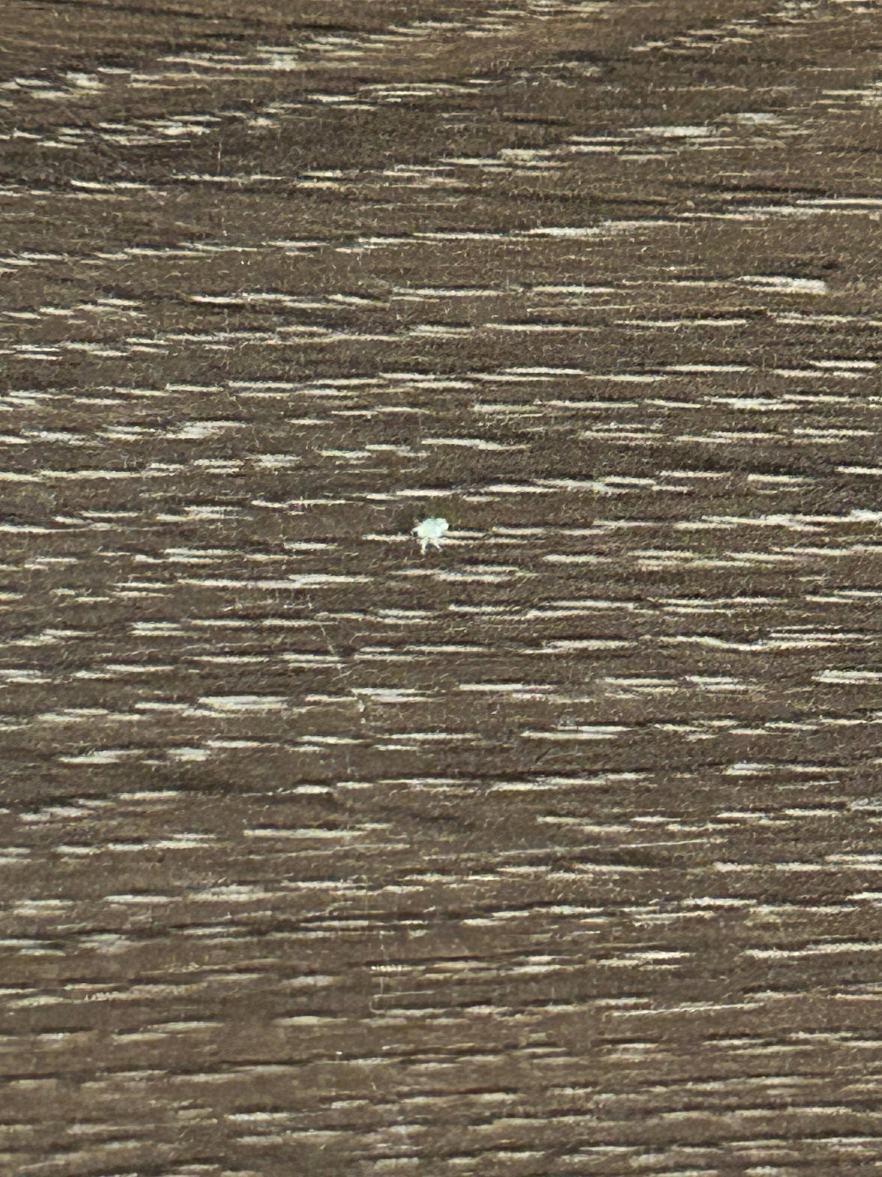 Dirty desk with bugs.