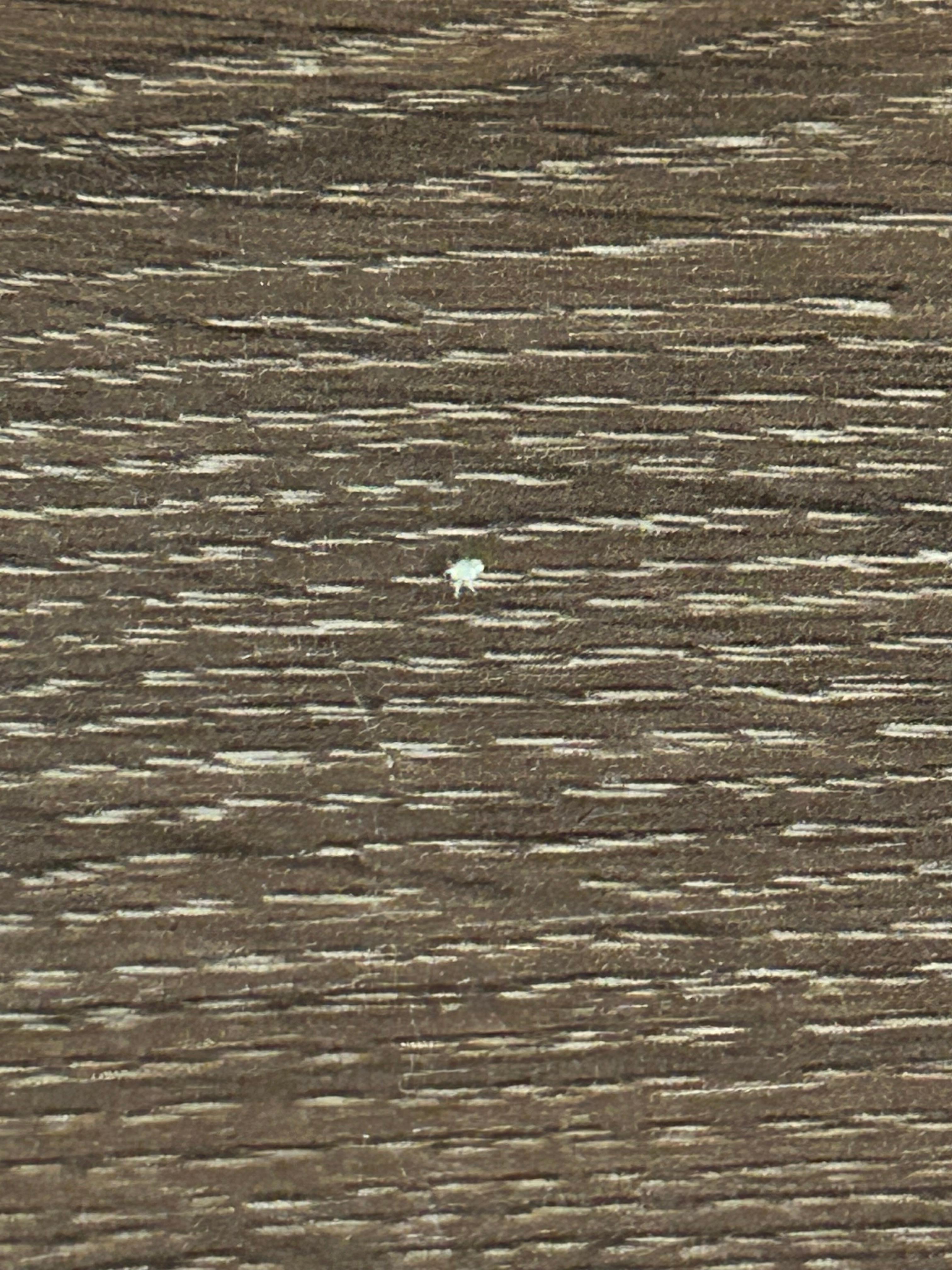 Dirty desk with bugs.