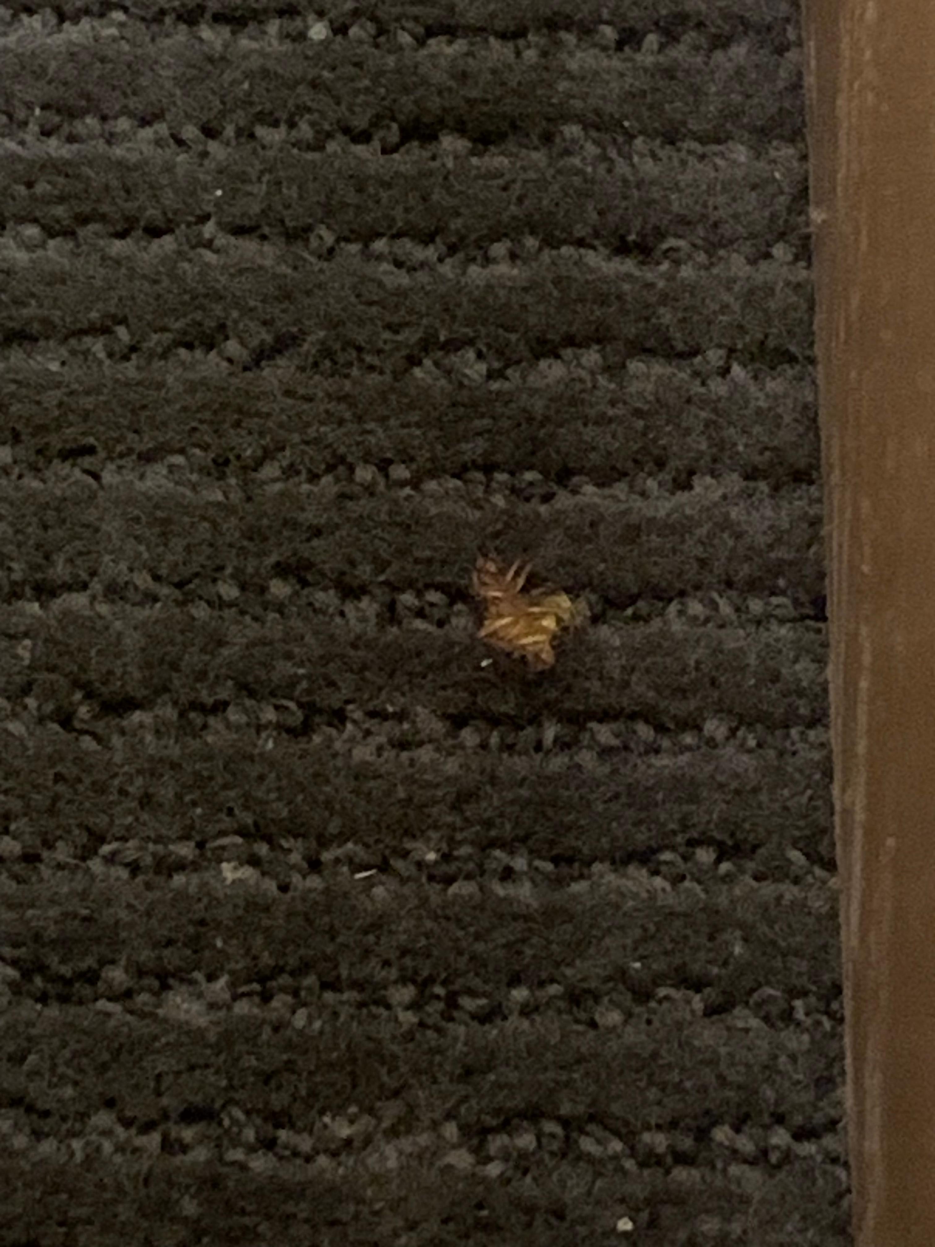 Picture of a cockroach we killed 