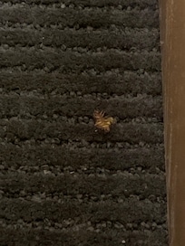 Picture of a cockroach we killed