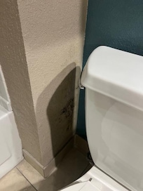 Mold on wall beside toilet