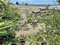Driftwood jam you had to cross to reach the beach.  Very unsteady to step on.