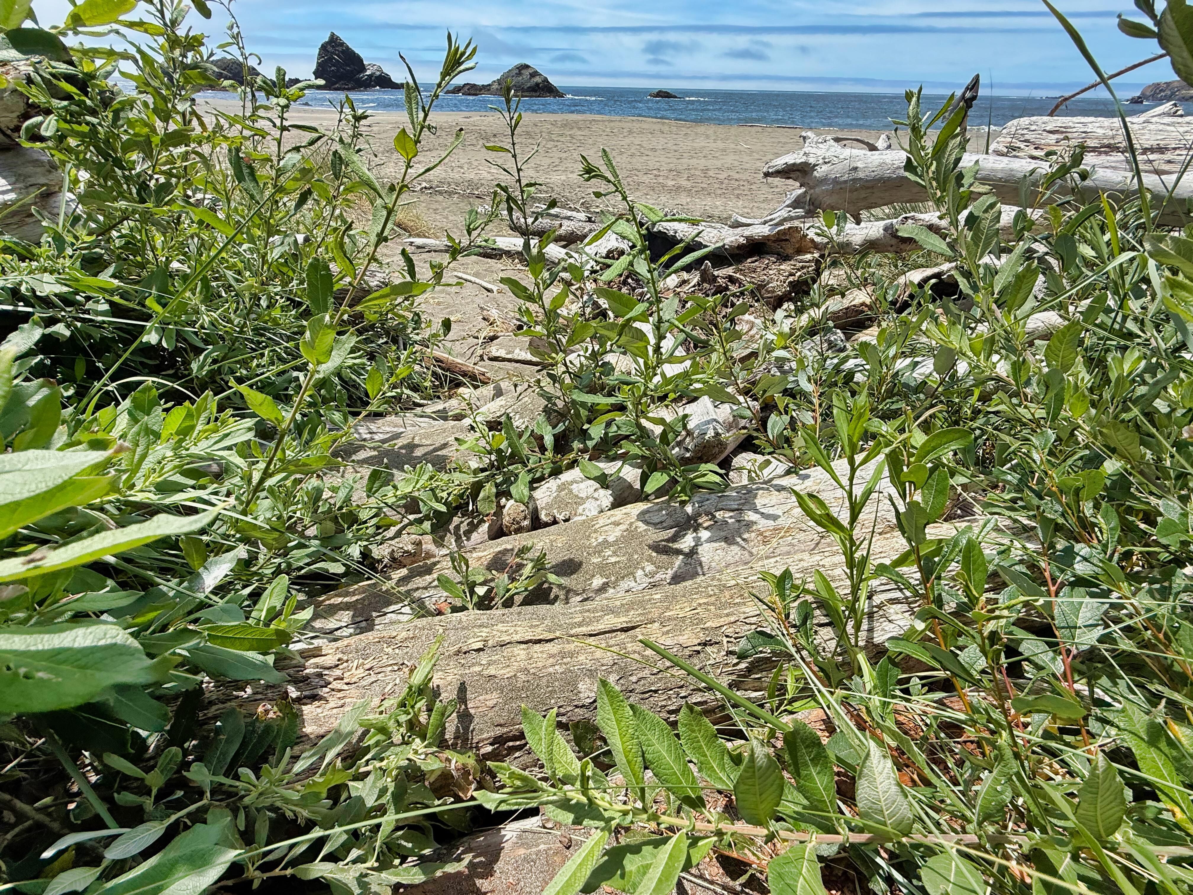 Driftwood jam you had to cross to reach the beach.  Very unsteady to step on.