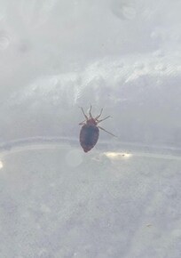 Bed Bugs!
