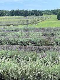 Washington Island Lavender Fields