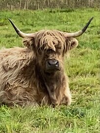 This highland coo on the grounds summed up our stay tired and miserable 😔