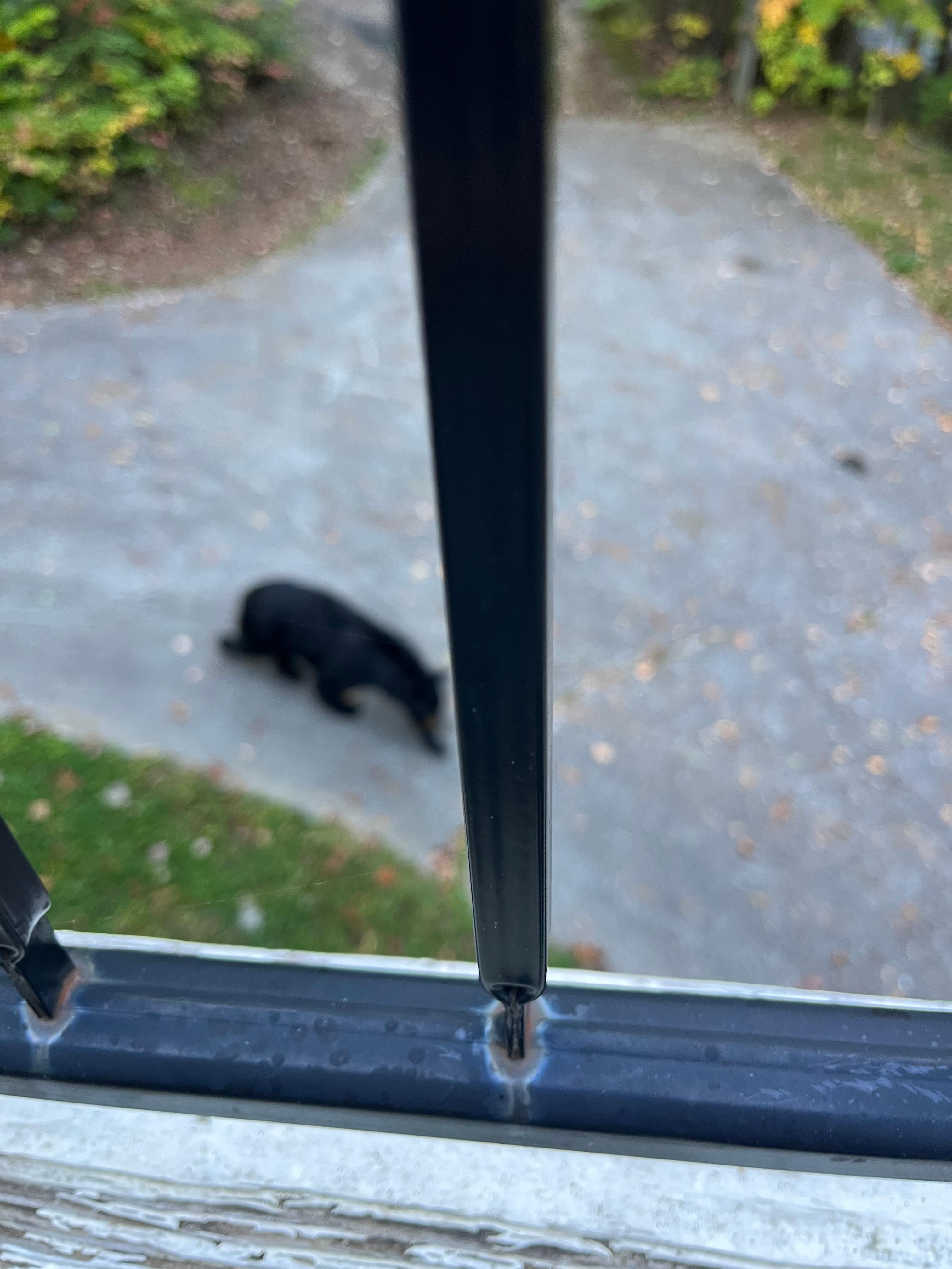 Our bear visitor 