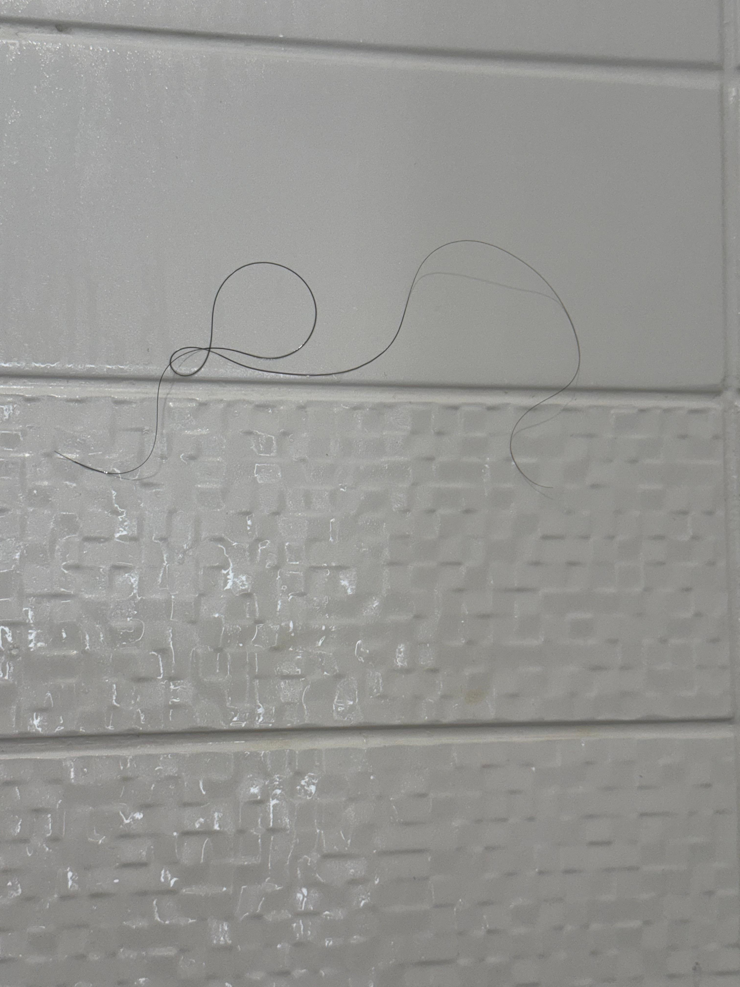 Not a great discovery while showering. Hair that didn’t belong to myself or my kids. 
