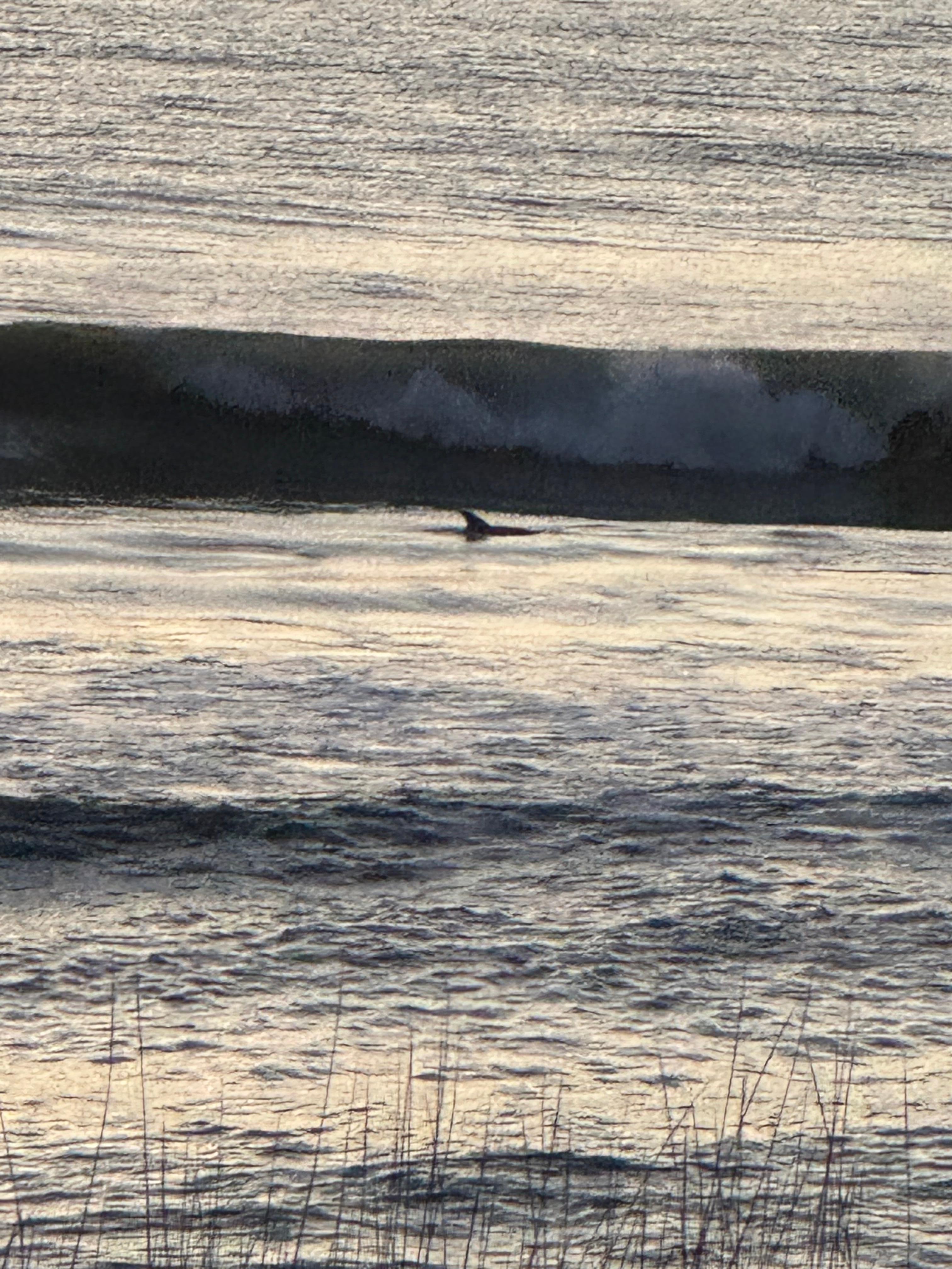 Dolphin