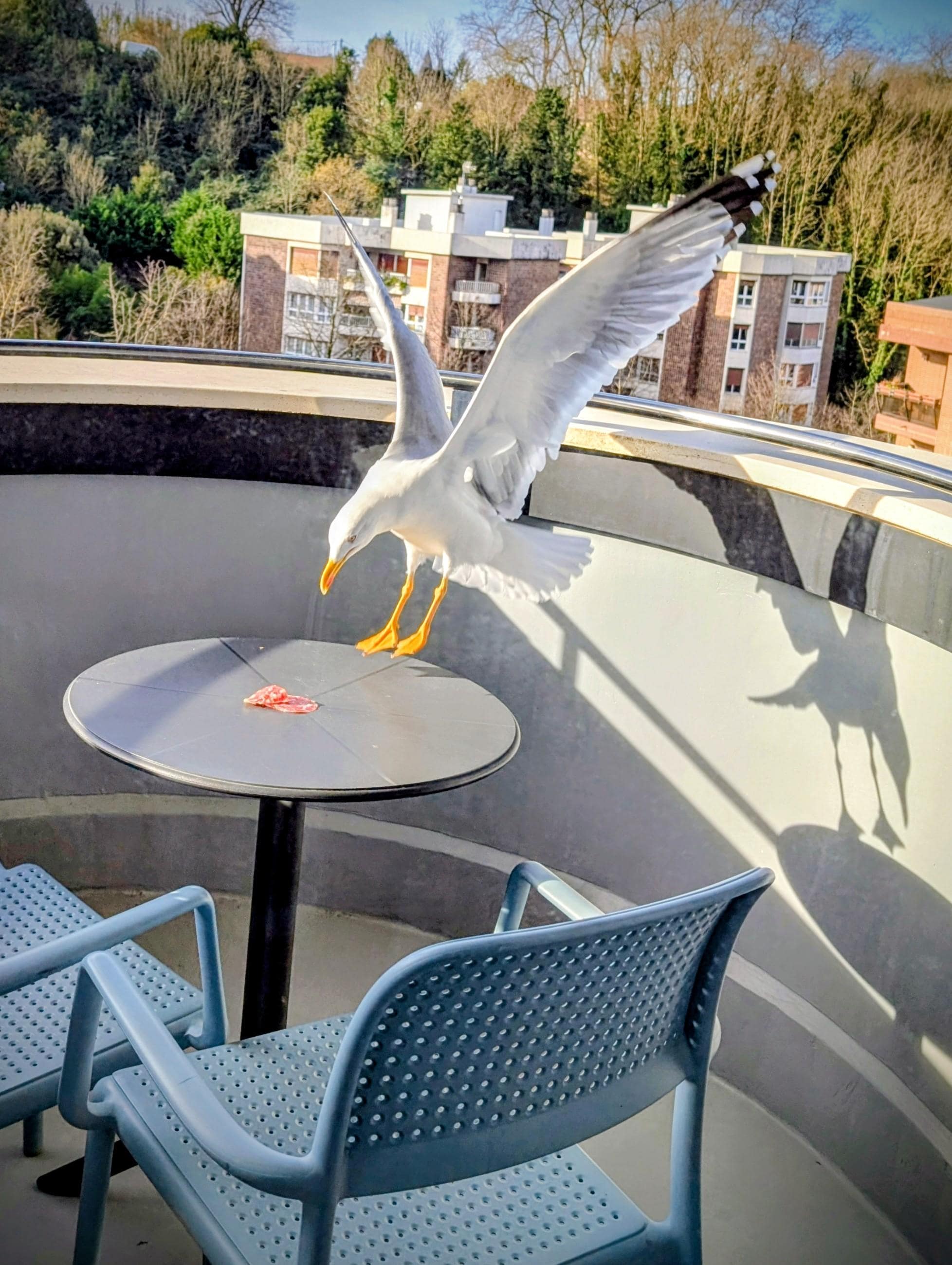 Sur le balcon les mouettes se régalent. 😉