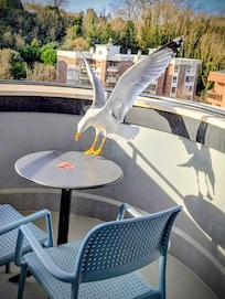 Sur le balcon les mouettes se régalent. 😉