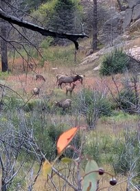 A rutting elk taken during this hike. This was one of many wonderful hikes we took while in Estes Park.