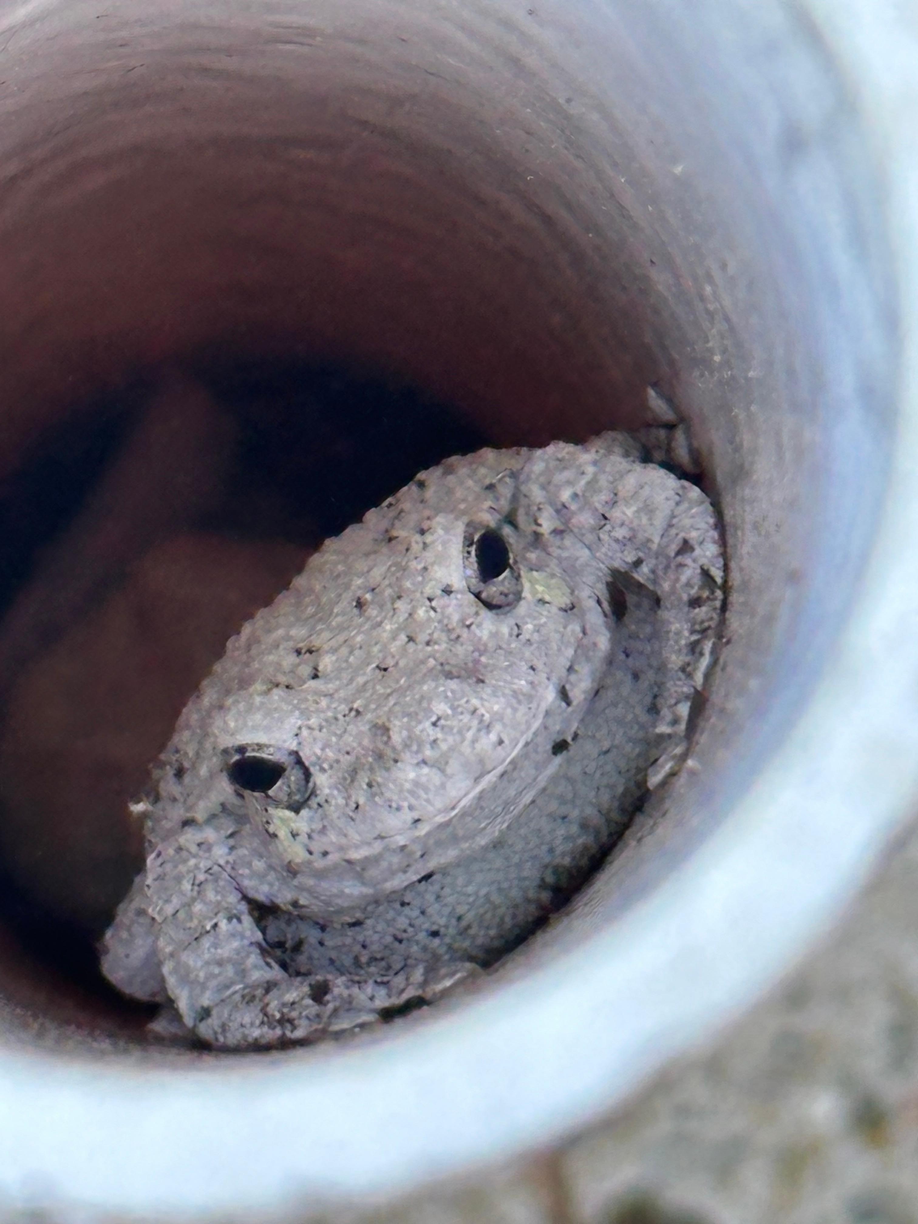 We found this guy camped out in a pipe outdoors…we named him Henry