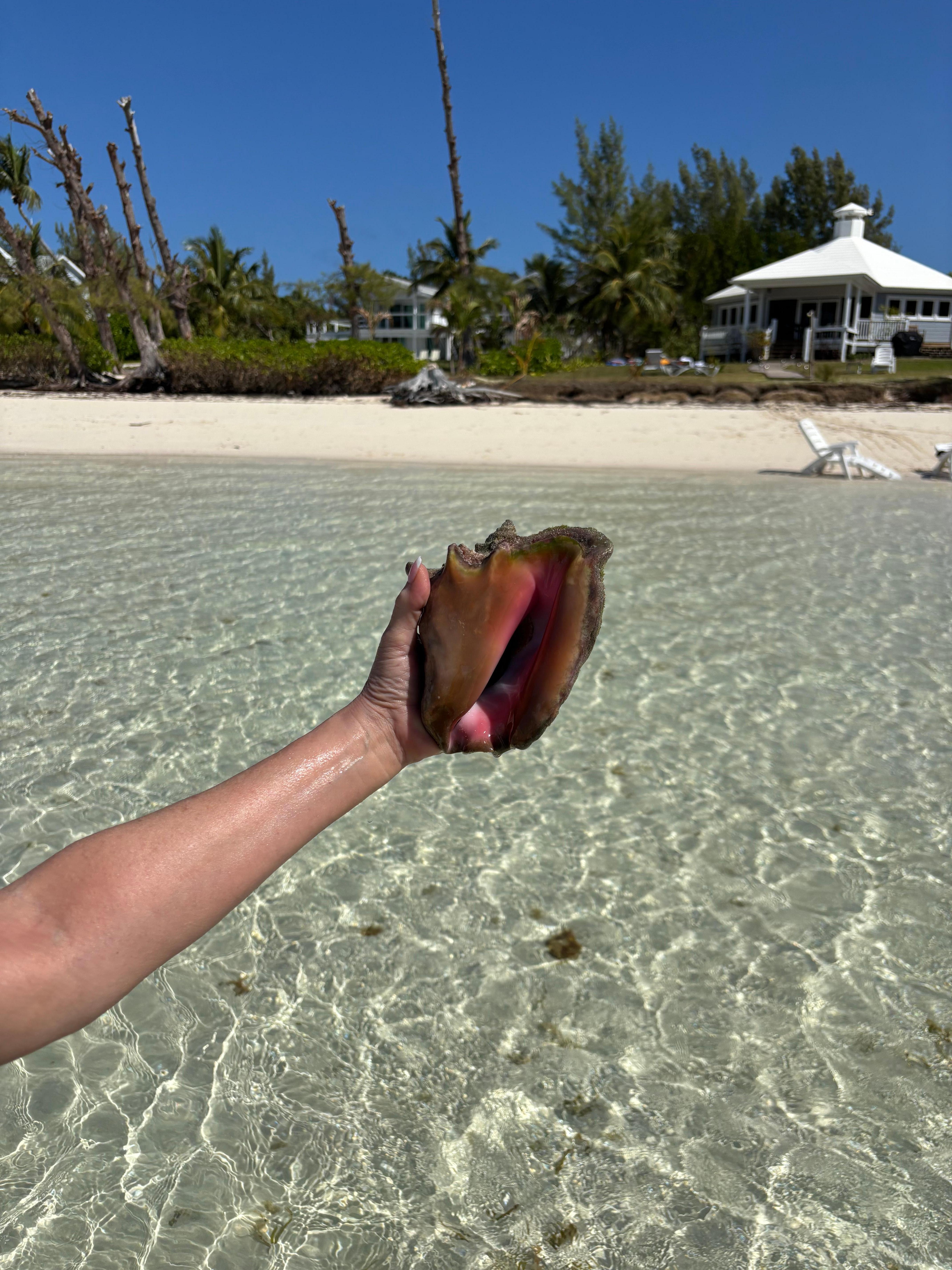 First day’s conch shell find 