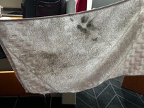 The towel that was folded up in our bathroom.