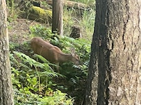 Deer that was feeding each morning.