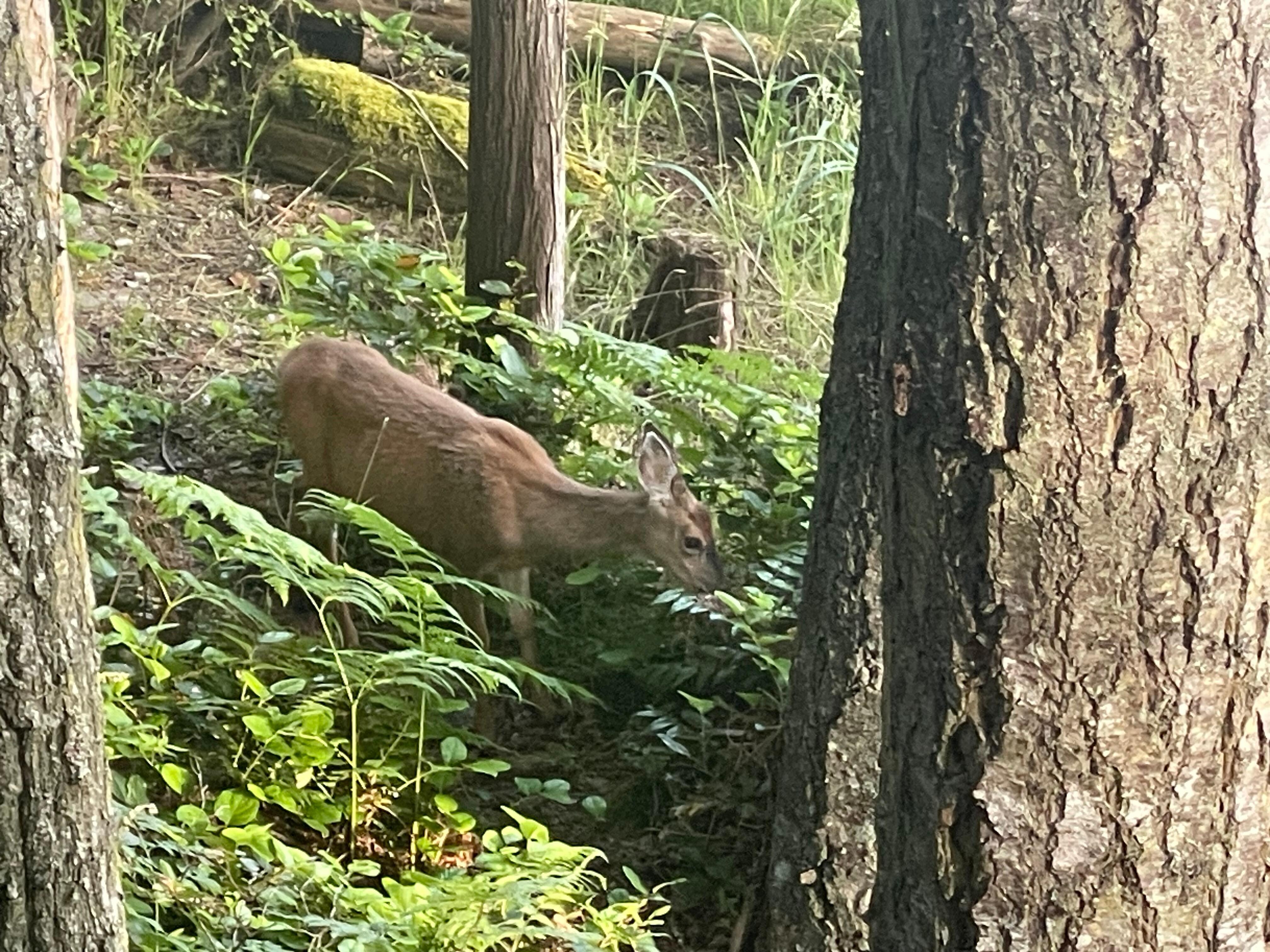 Deer that was feeding each morning. 