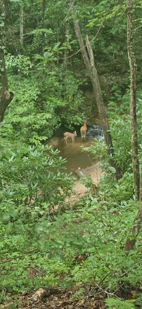 Momma and baby deer visiting the stream