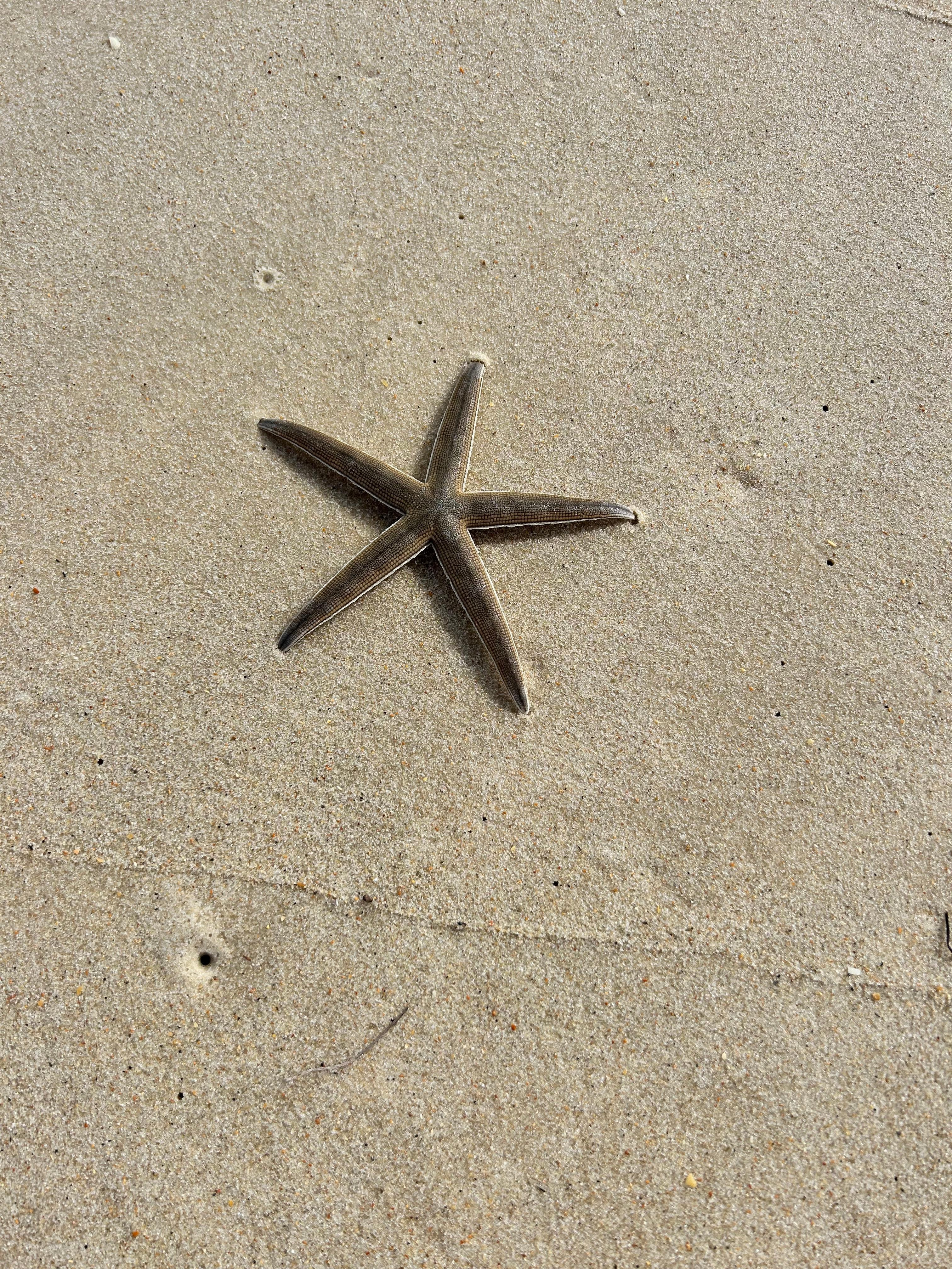 Starfish 