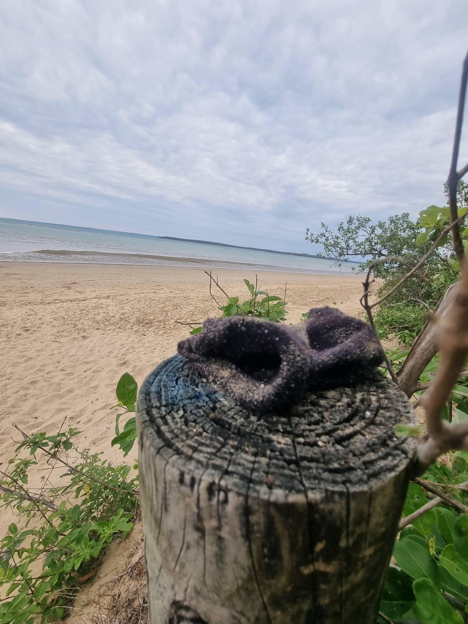 Believe it or not, that was an old sock on the log. Looked good in the photo though. 