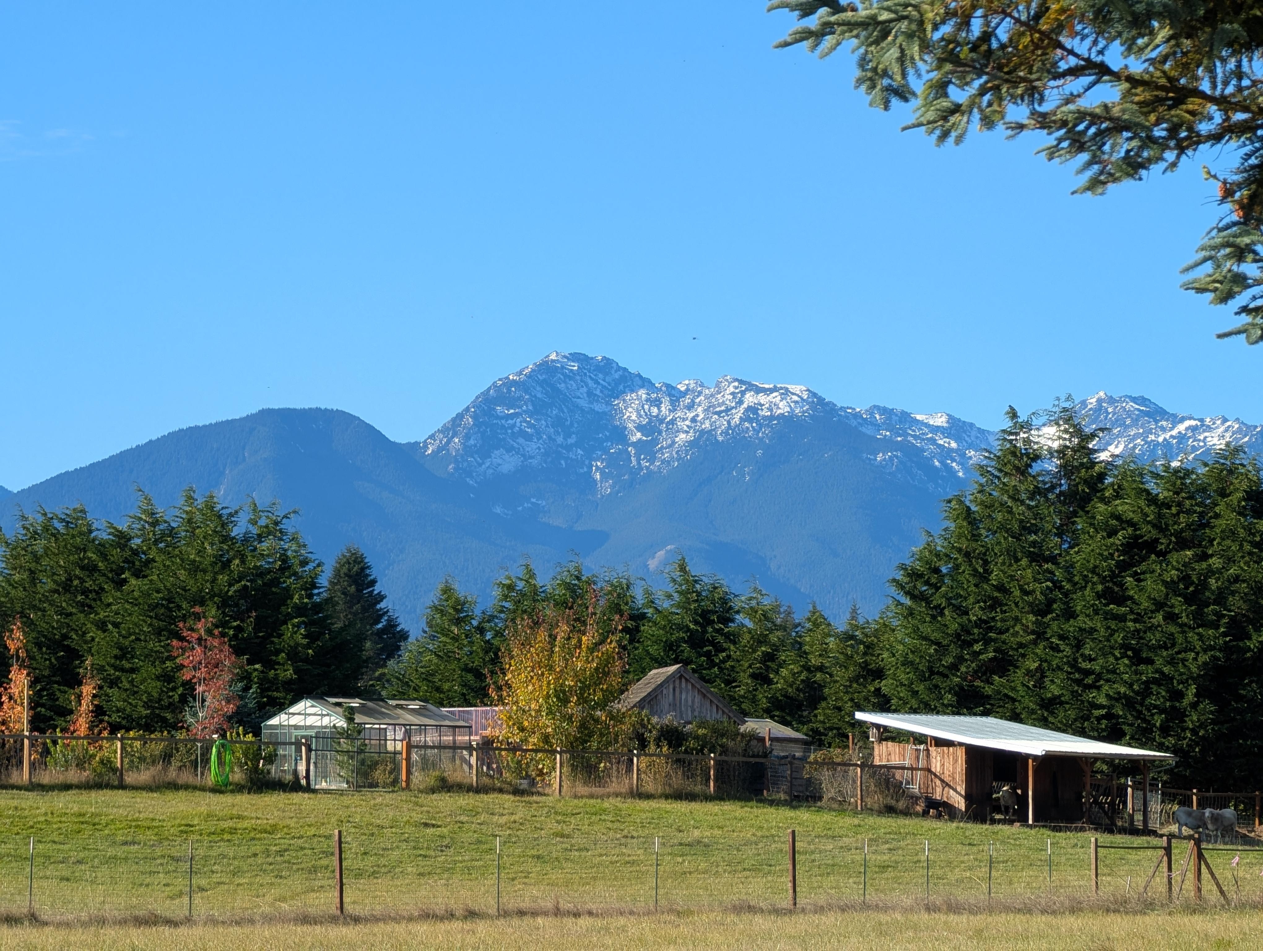 View of the Olympics from the back yard.