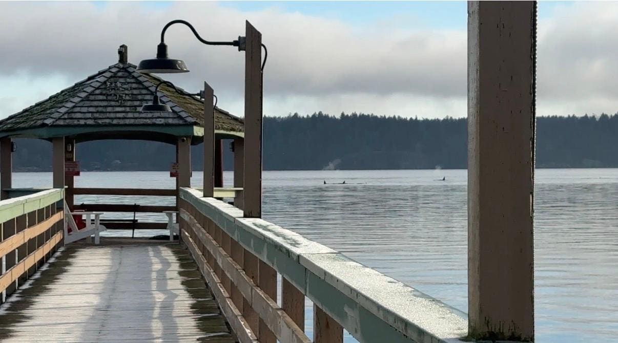 Whales off the end of the pier
