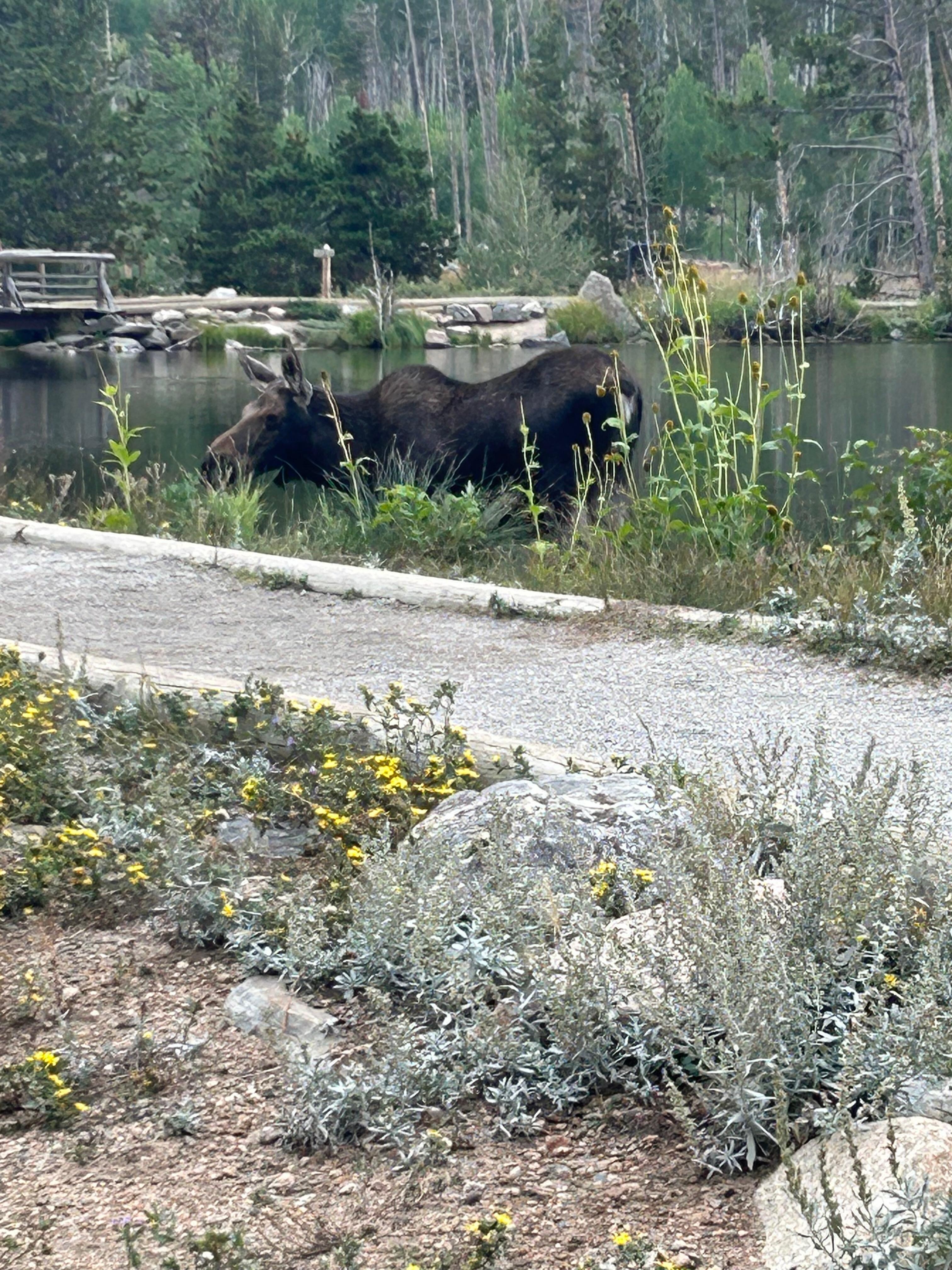 Moose at Sprague Lake