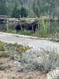 Moose at Sprague Lake