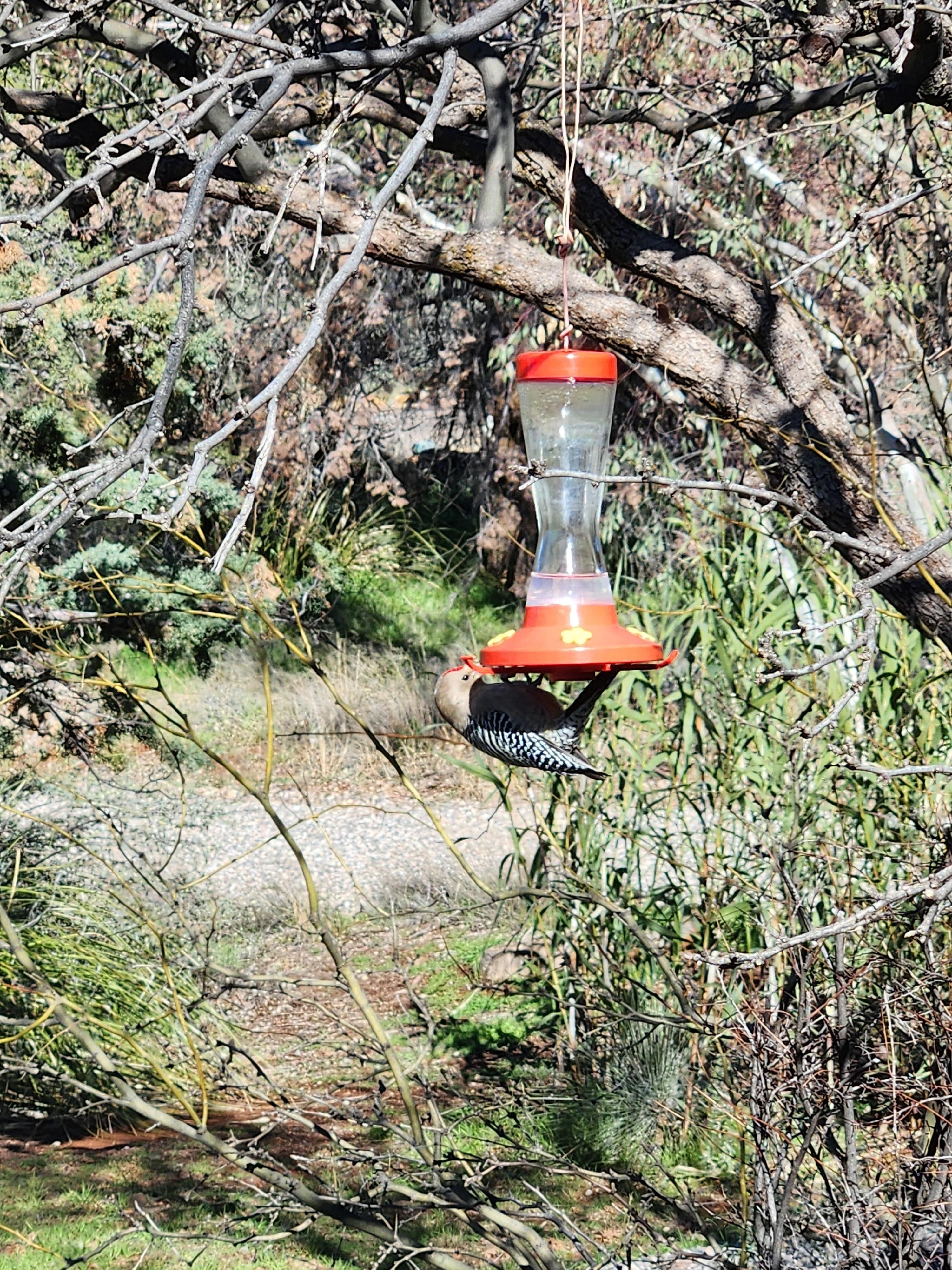 Clever bird. View from sunroom.