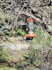 Clever bird. View from sunroom.