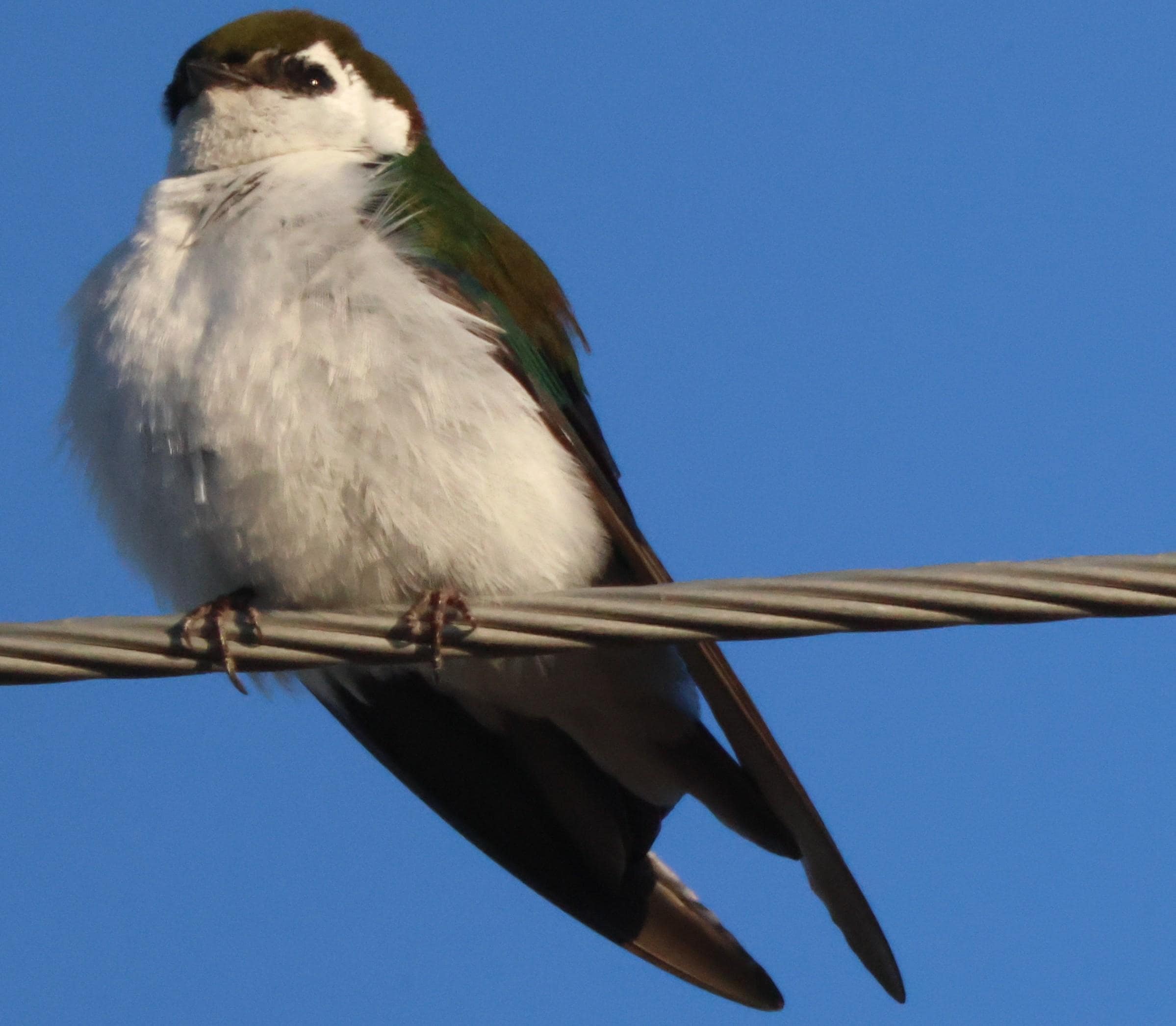 Violet Green Swallow