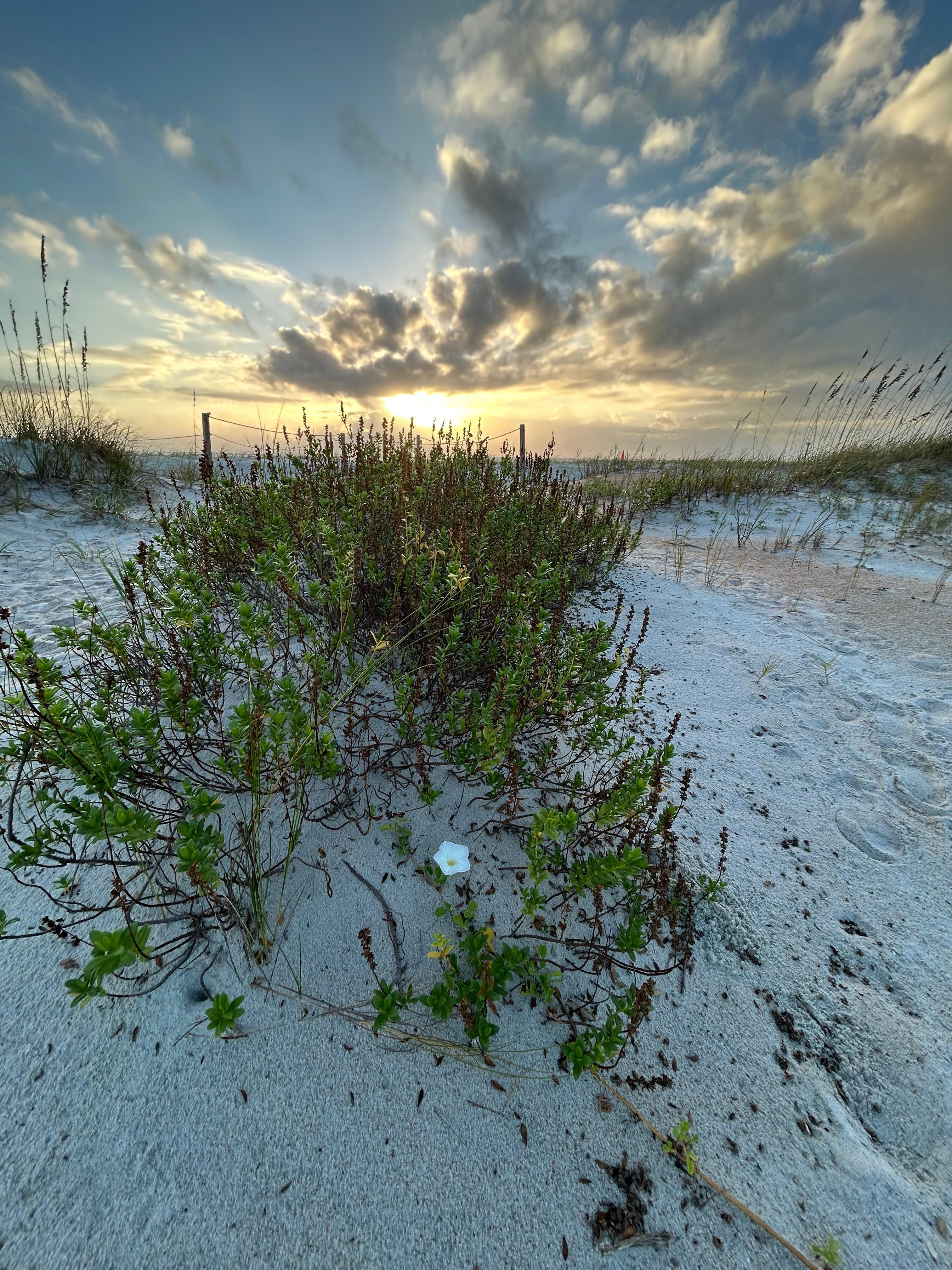 Morning glory at beach access