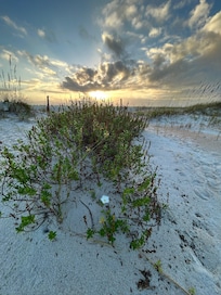 Morning glory at beach access