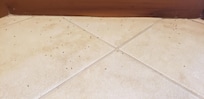 Gnats from family room floor.
