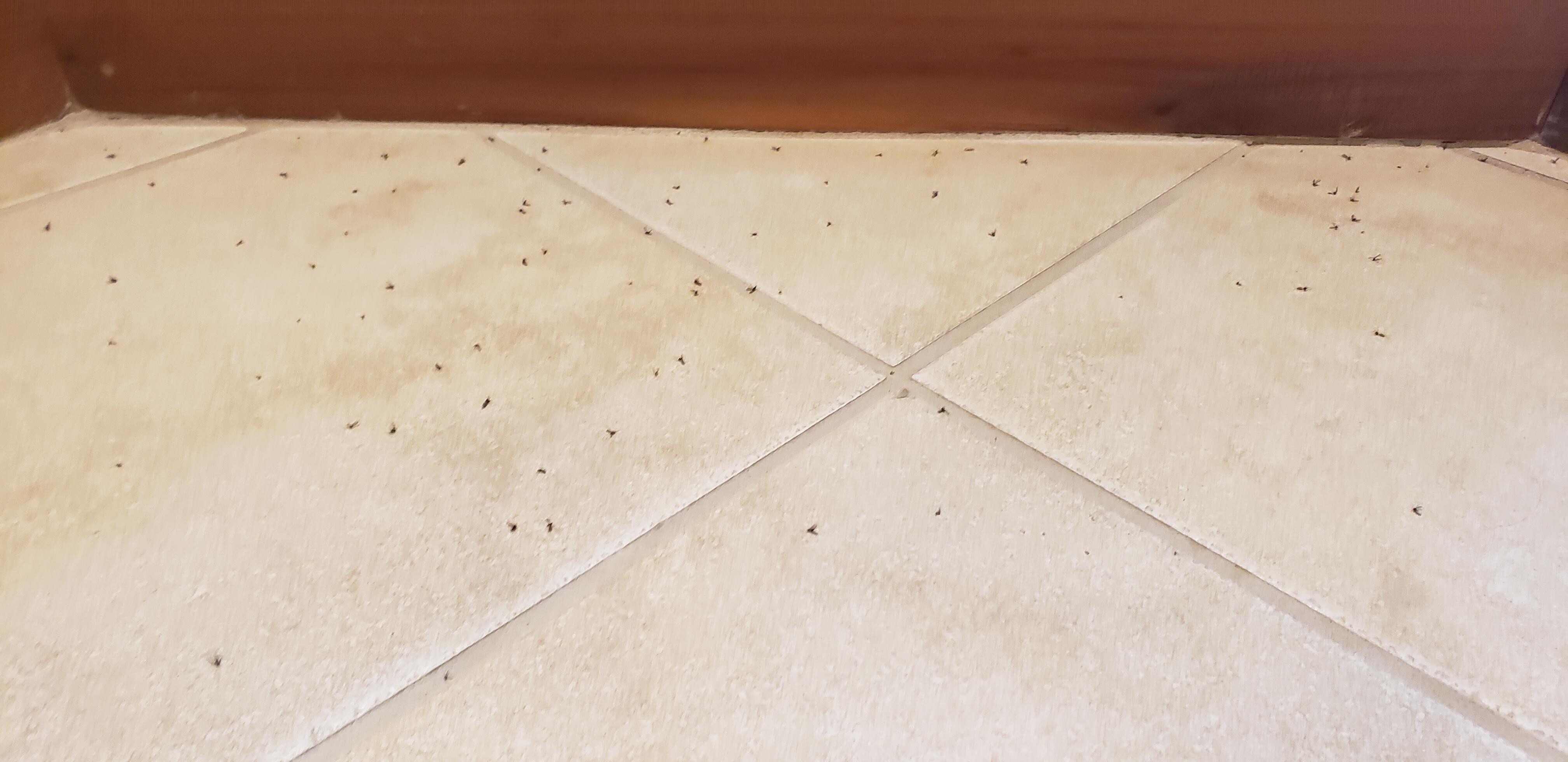Gnats from family room floor.