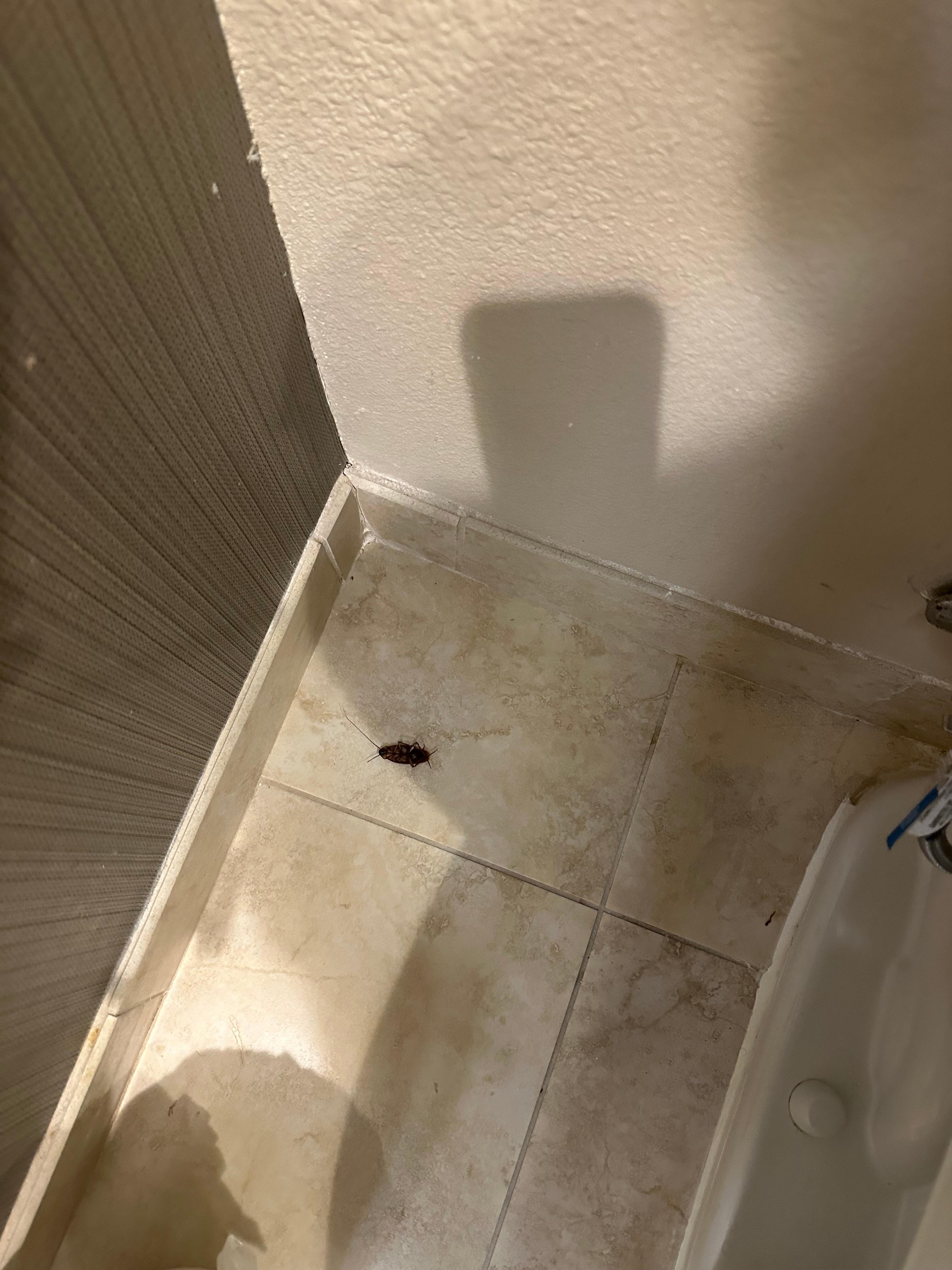 Cockroach that triggered allergies and had to leave the property.