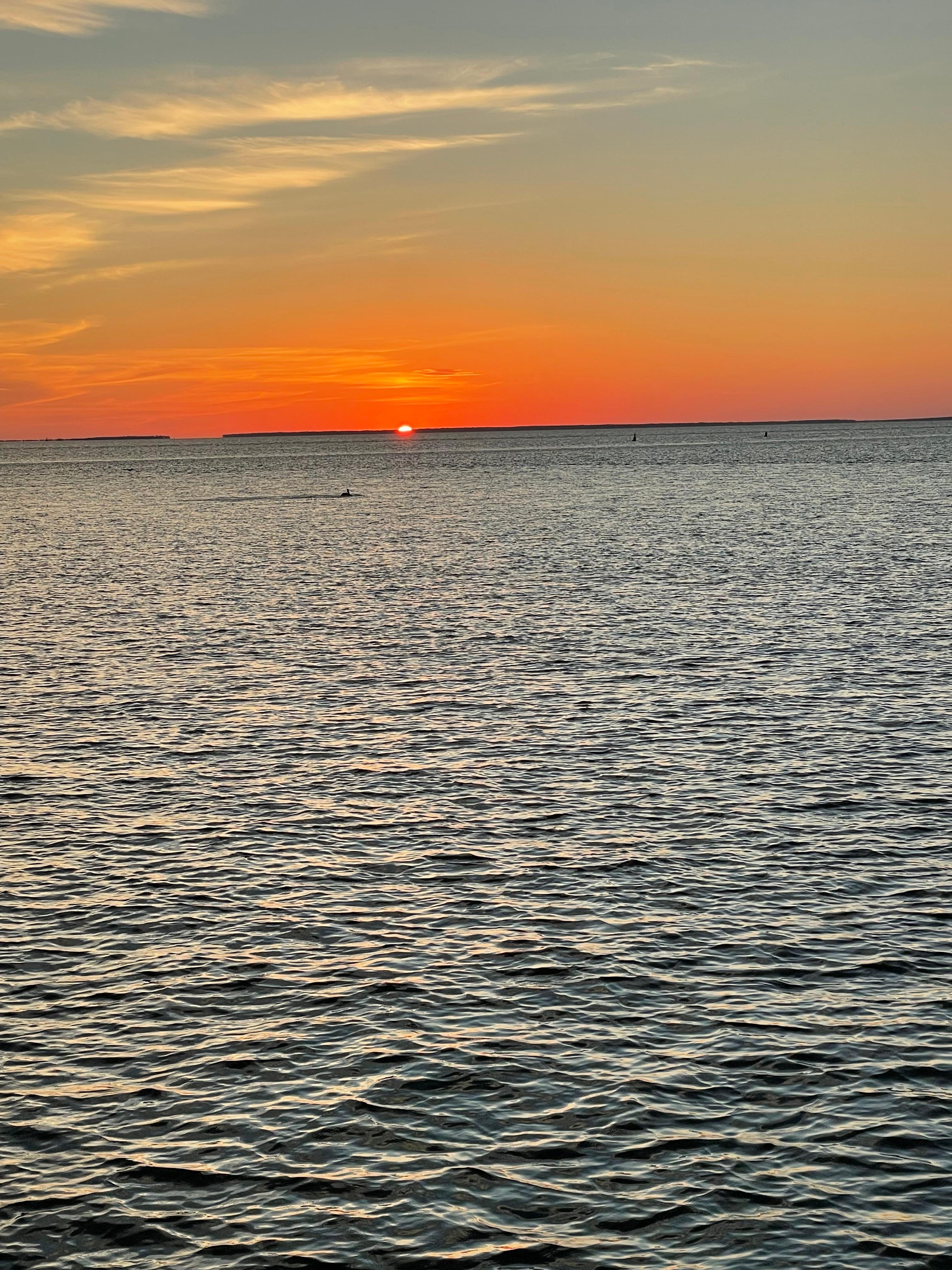 Watching dolphins at sunset 