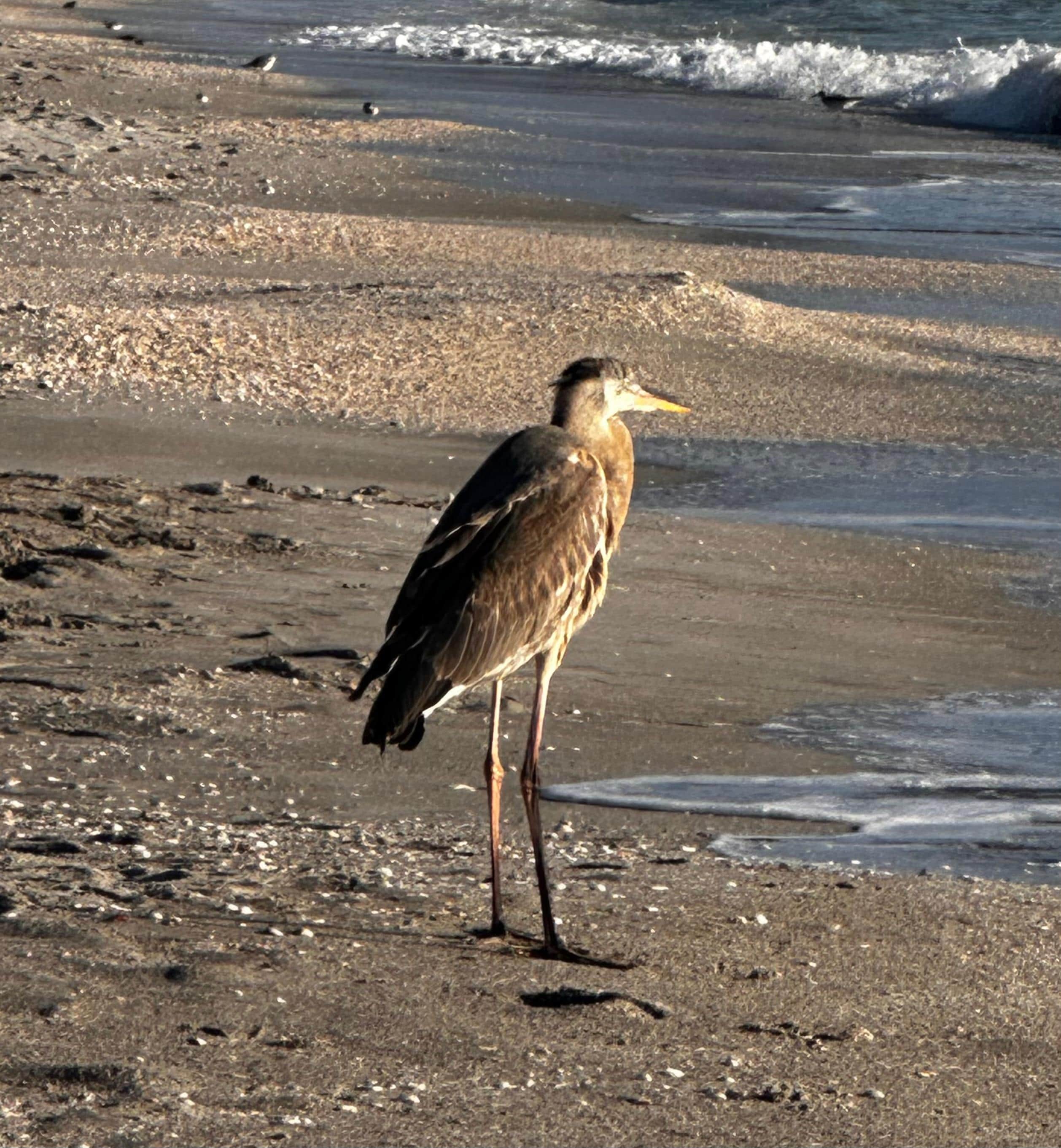 Amazing wildlife in the trees and on the beach in front of our condo.