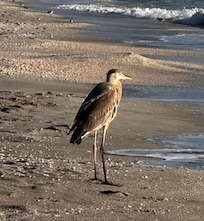 Amazing wildlife in the trees and on the beach in front of our condo.