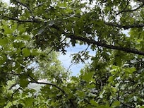 A peak thru the trees!