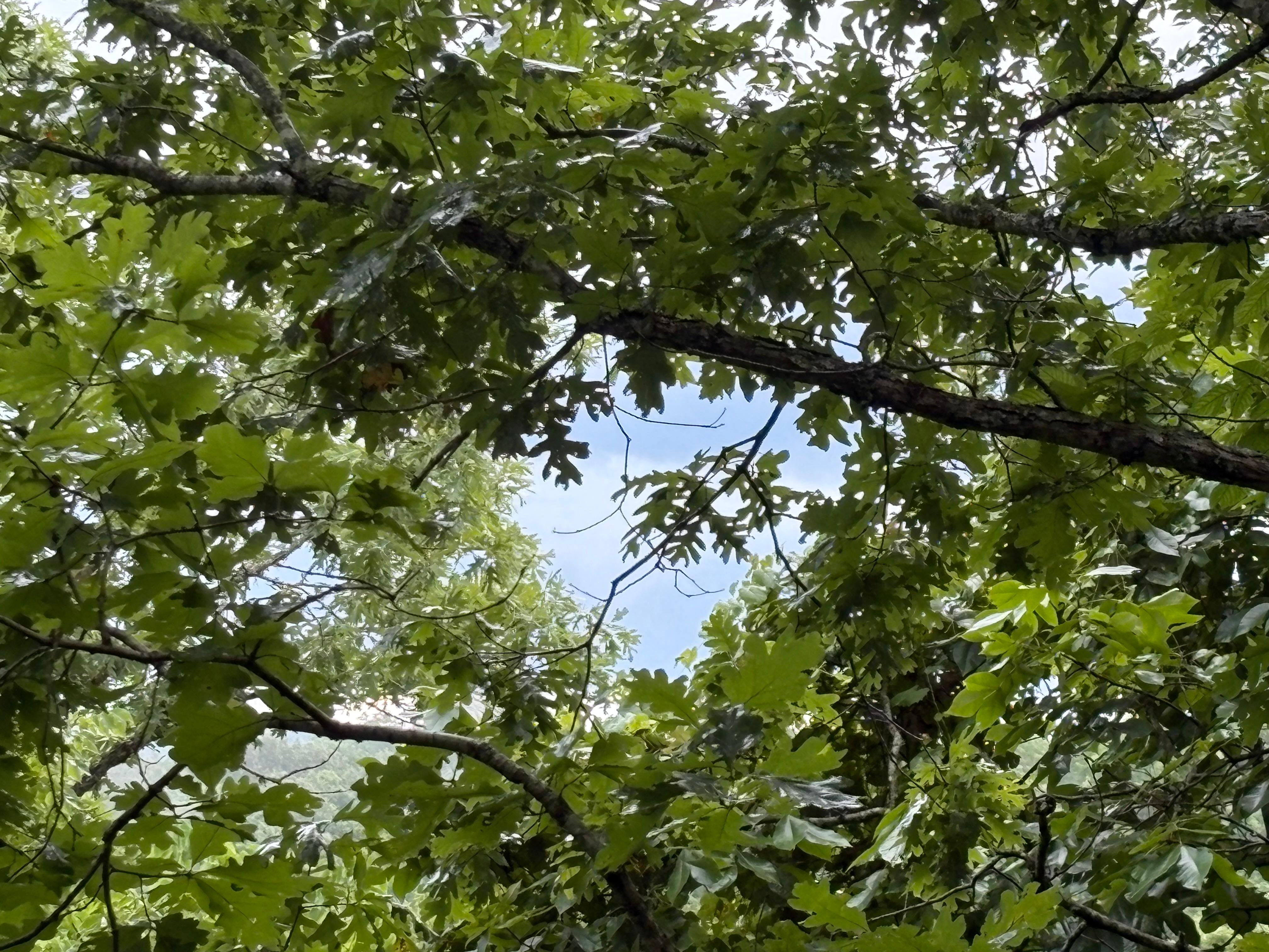 A peak thru the trees!