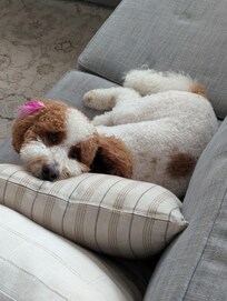Enjoying the comfy couch