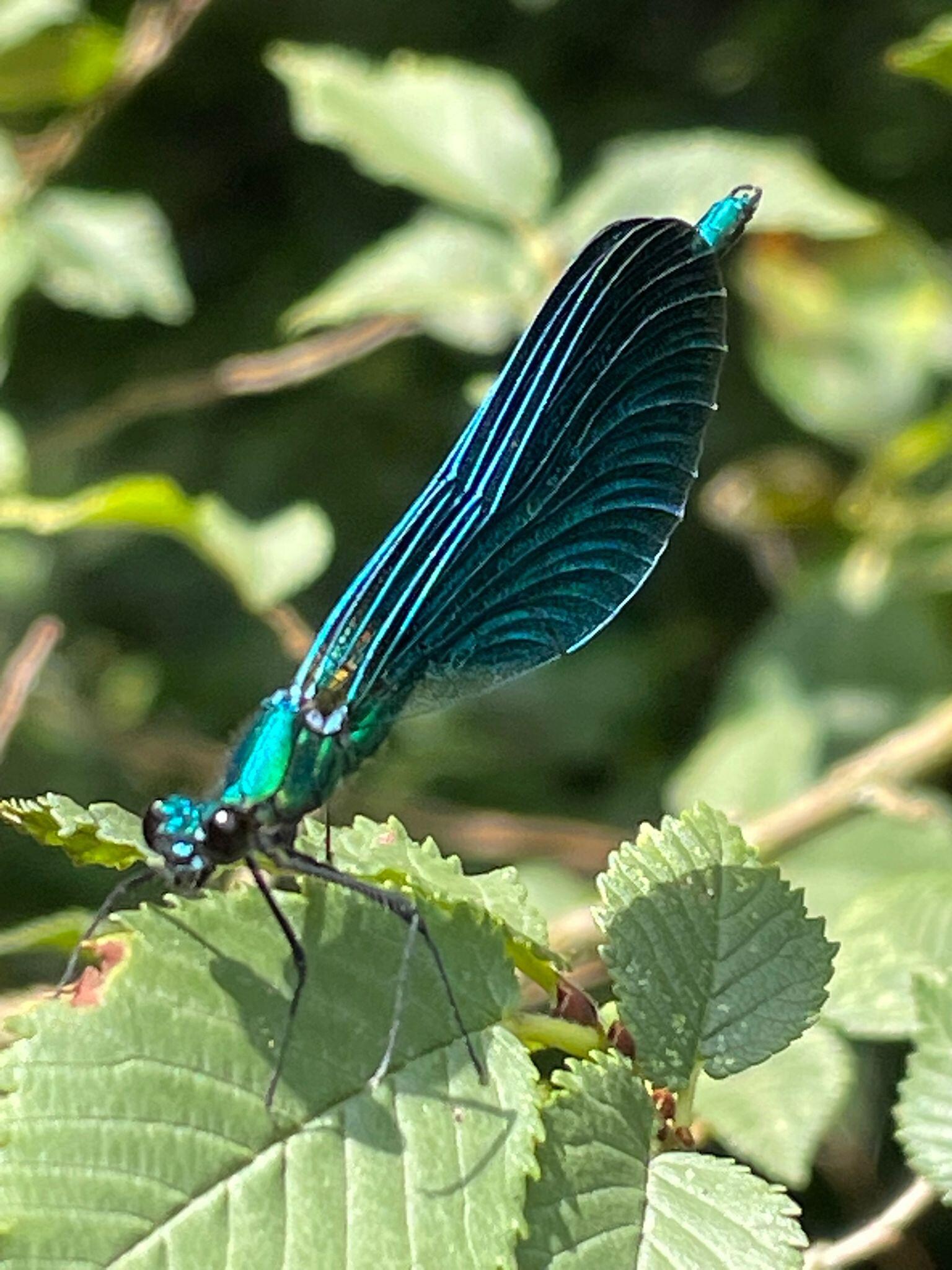 Een bosbeekjuffer, gezien bij het huis.