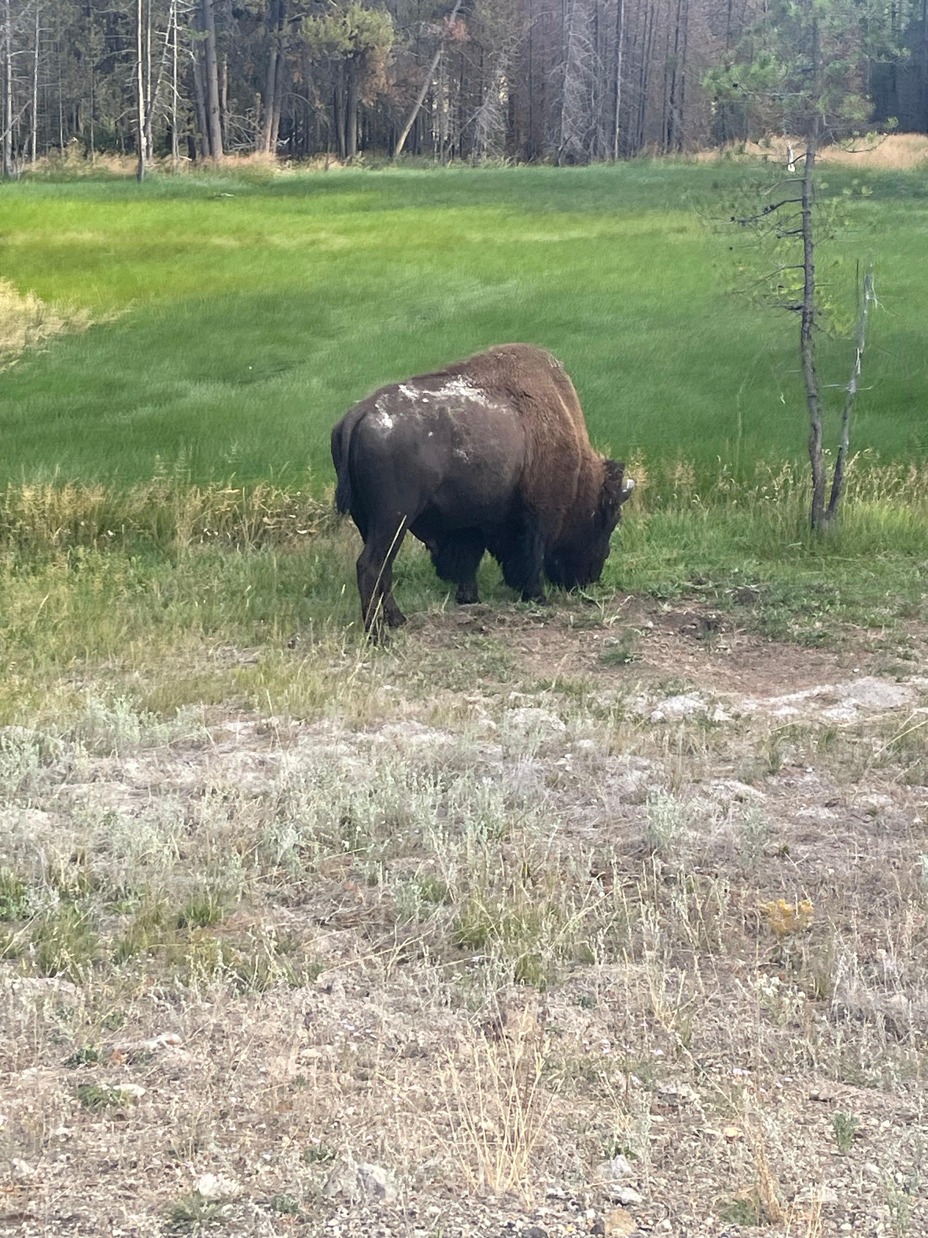 We spent several days at Yellowstone Park.