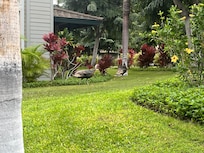 Turkeys checking us out while we were having breakfast