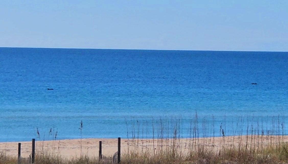 Dolphins every morning